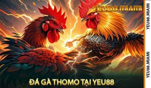 Đá gà Thomo tại Yeu88